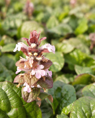 AJUGA REPTANS "ROSEA"