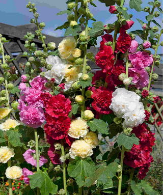 Alcea Rosea Miscuglio