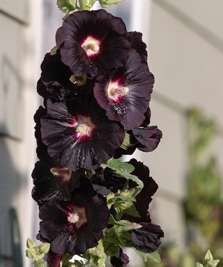 Alcea Rosea Nigra