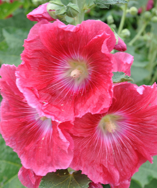 Alcea Rosea Rossa