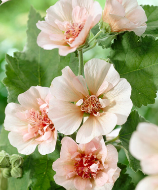 Alcea Suffrutescens Parkfrieden (X Alcalthaea)