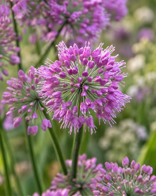 ALLIUM "LAVENDER BUBBLES"