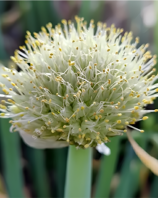 ALLIUM FISTULOSUM - IN VASO