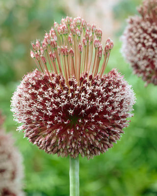 Allium Amethystinus Forelock