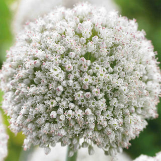 Allium Ampeloprasum Ping Pong Novità