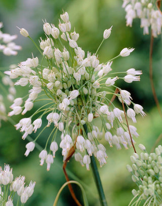 Allium Carinatum Ssp. Pulchellum Album