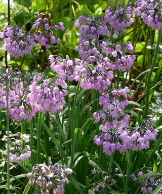 Allium Cernuum