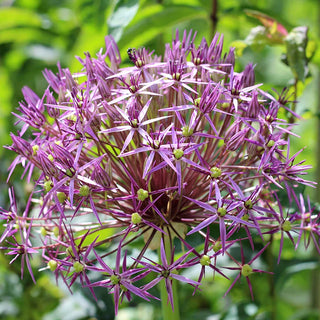 Allium Christophii Sin. Albopilosum