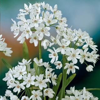 Allium Cowanii