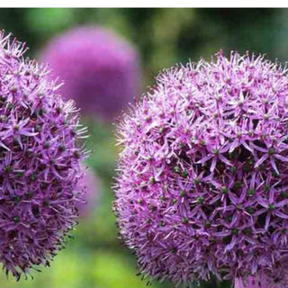 Allium Dutchman Novità