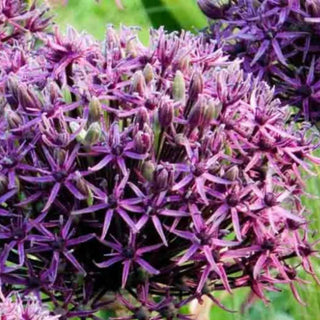 Allium Firmament