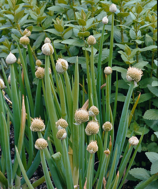Allium Fistulosum