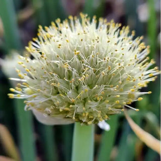 Allium Fistulosum