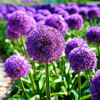 Allium Globemaster