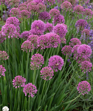 Allium Serendipity