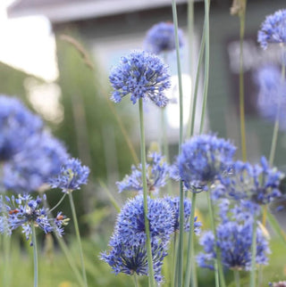 Allium Caeruleum Sin Azureum