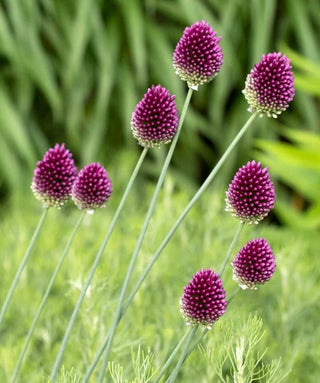 Allium Sphaerocephalum