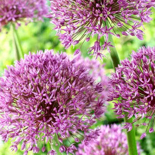 Allium Jackpot
