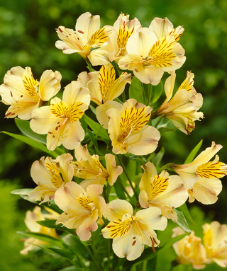 Alstroemeria Aurea Lutea