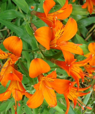 Alstroemeria Aurea Orange King