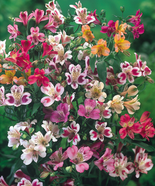 Alstroemeria Ligtu Hybrids