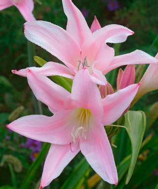 Amarcrinum Howardii