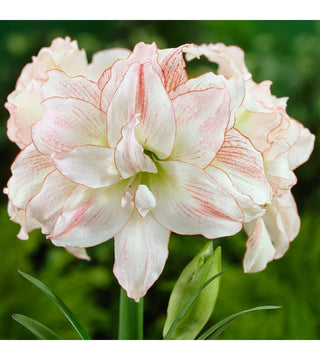 Amarillis Doppio Aphrodite