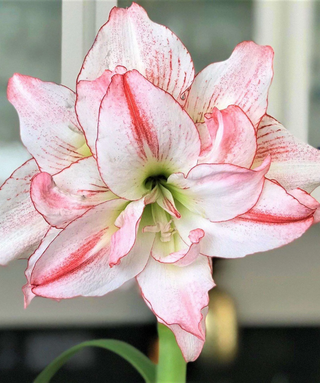 Amarillis Doppio Aphrodite