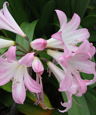 Amaryllis Belladonna Rosa