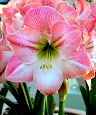 Amaryllis Apple Blossom