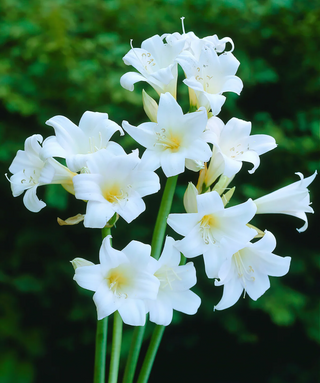 Amaryllis Belladonna Bianco