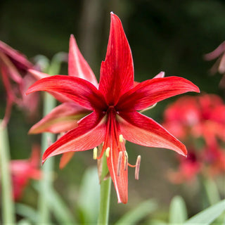 Amaryllis Cybister Bogotà