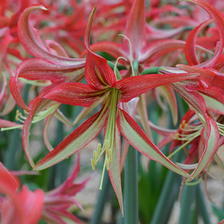 Amaryllis Cybister La Paz