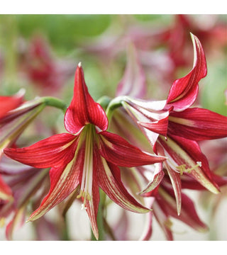Amaryllis Cybister Quito