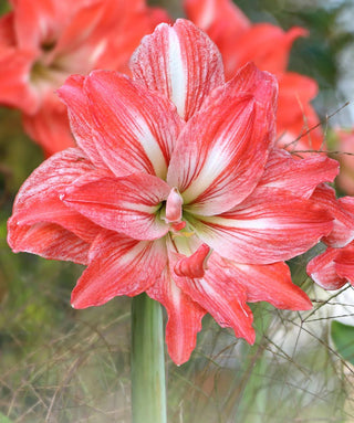 Amaryllis Doppio Lady Jane