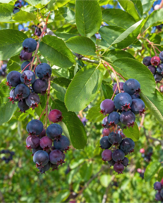 PIANTA DI AMELANCHIER CANADENSID "AMELANCHIER"