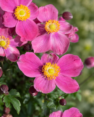 ANEMONE HUPEHENSIS "EMMY DEEP ROSE"