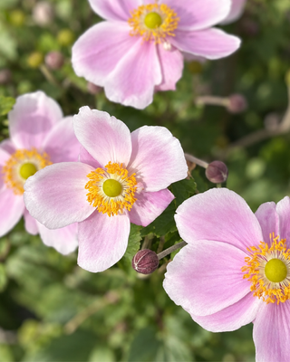 ANEMONE HUPEHENSIS "EMMY PINK BLUSH"