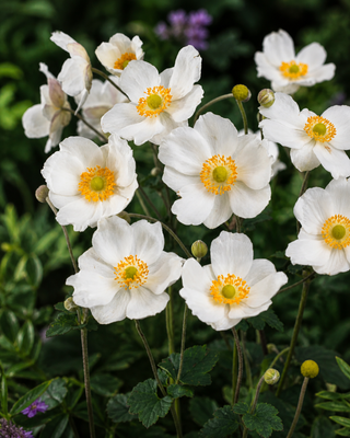 ANEMONE JAPONICA "HONORINE JOBERT"