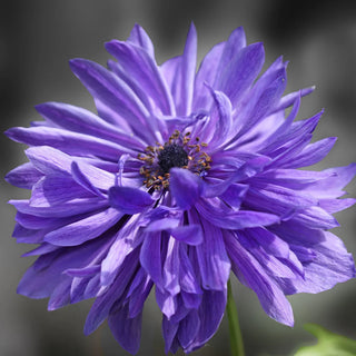 Anemone Coronaria Doppio Lord Lieutenant