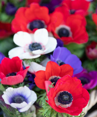 Anemone Coronaria Semplice De Caen Miscuglio