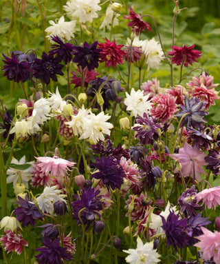 Aquilegia Barlow Miscuglio