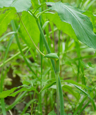 Arisaema Draconitum