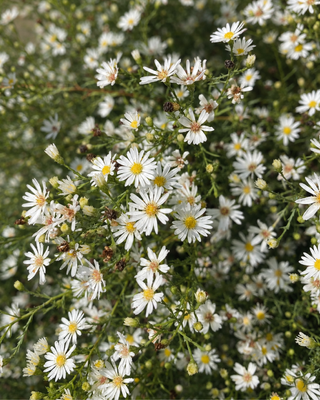 ASTER (SYMPHYOTRICHUM) "DOUBLE MONTECASSINO"
