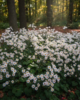 ASTER (EURYBIA) DIVARICATUS "BEN CHATTO"