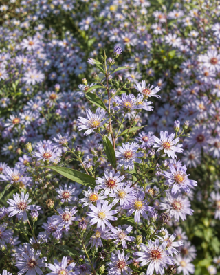 ASTER (SYMPHYOTRICHUM) "LITTLE CARLOW"