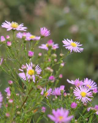 ASTER (SYMPHYOTRICHUM) "PINK STAR"