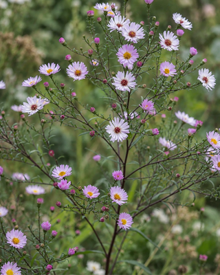 ASTER "VASTERIVAL"