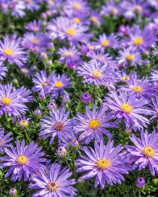 ASTER (SYMPHYOTRICHUM) DUMOSUM "AUGENWEIDE"