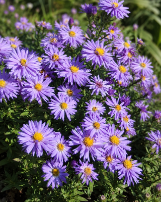 ASTER (SYMPHYOTRICHUM) DUMOSUM "LADY IN BLUE"
